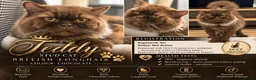 British Longhair cats for stud:  TEDDY – BRITISH LONGHAIR STUD CAT 🐾 - Advert 1