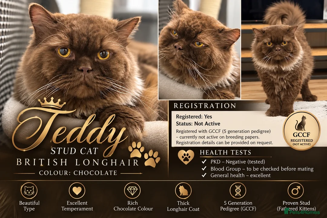 British Longhair cats for stud:  TEDDY – BRITISH LONGHAIR STUD CAT 🐾 - Advert 1
