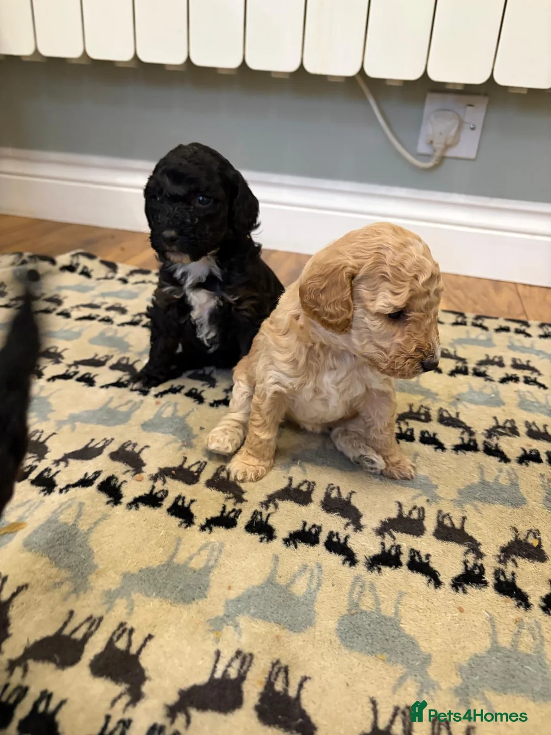 Sheepadoodle dogs for sale: Sheepadoodle  - Advert 9