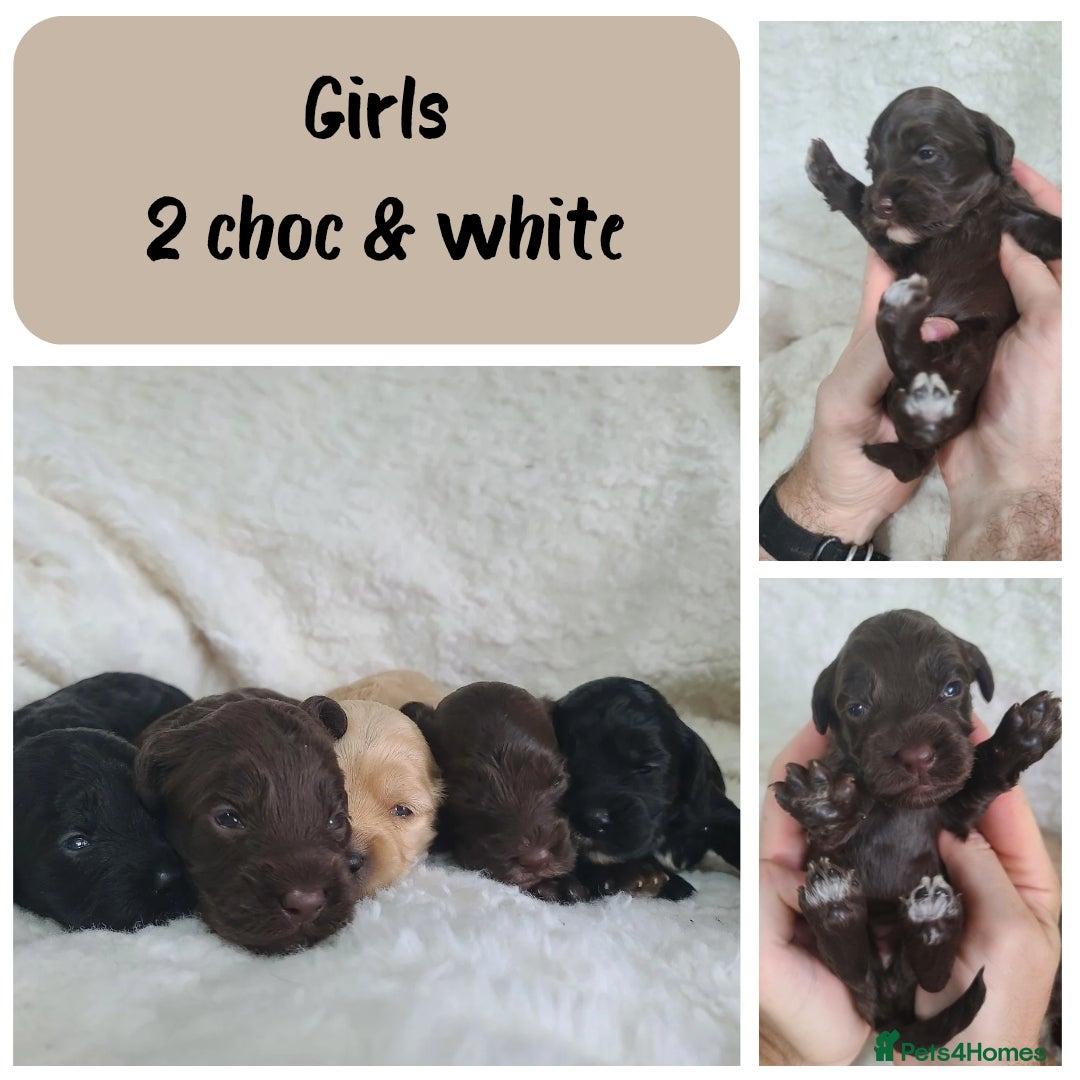 Cockapoo dogs for sale: F1 Cockapoos. DNA Health Tested  in Pershore - Image 5