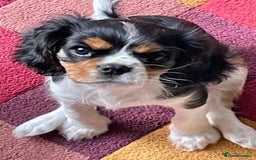 Cavalier King Charles Spaniel dogs for stud: KC DNA clear Cavalier King Charles Spaniel Stud - Advert 5