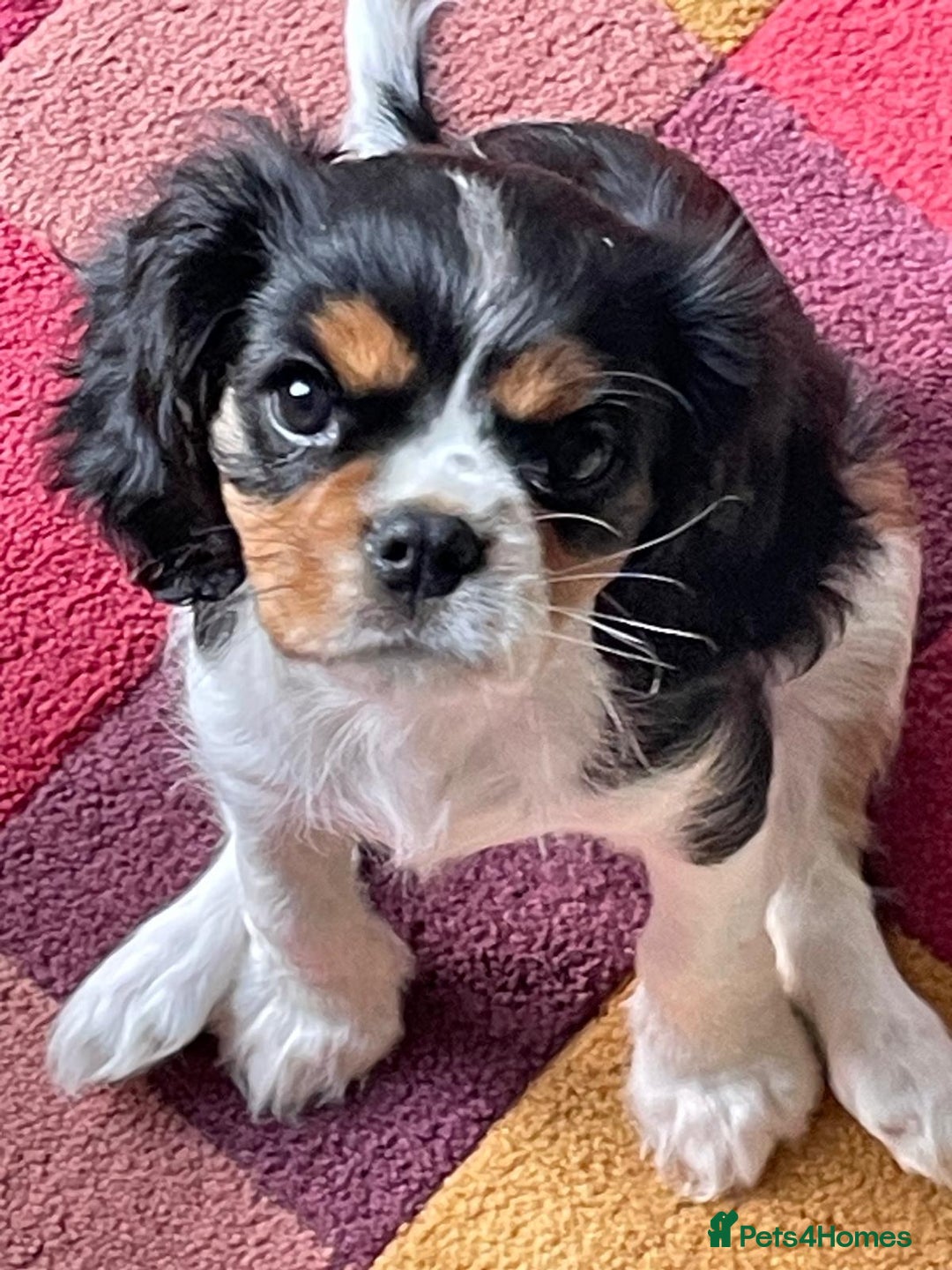 Cavalier King Charles Spaniel dogs for stud: KC DNA clear Cavalier King Charles Spaniel Stud - Advert 5