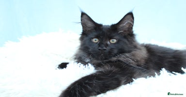 Maine Coon cats - Advert 13
