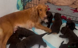 Cocker Spaniel dogs for sale:   KC Registered cocker spaniel 🐾🐾🐾🐾🐾🐾🐾🐾 - Image 14