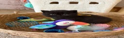British Shorthair cats for sale: British Shorthair Kittens from Champion Parents  - Advert 8