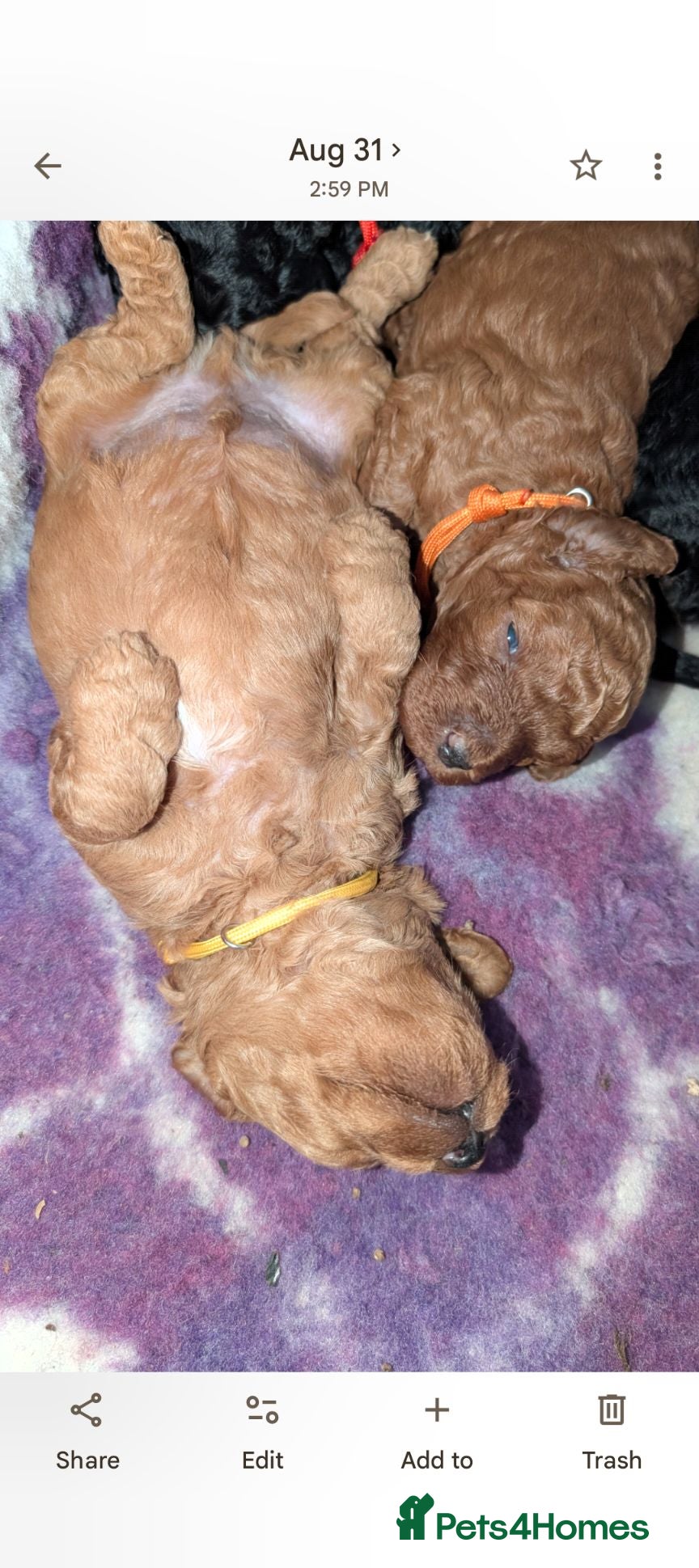 Miniature Poodle dogs Beautiful puppies  - Advert 11