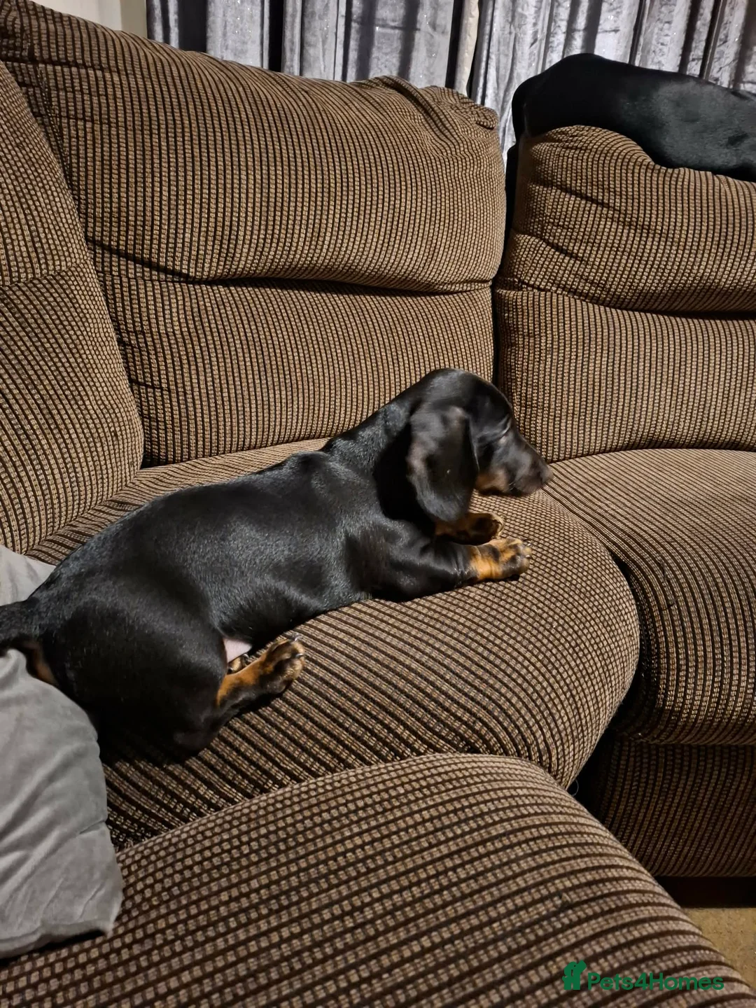 Dachshund dogs for sale: Dachshund puppies - Advert 19