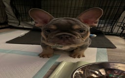 French Bulldog dogs for stud: French bulldog male for stud - Image 13