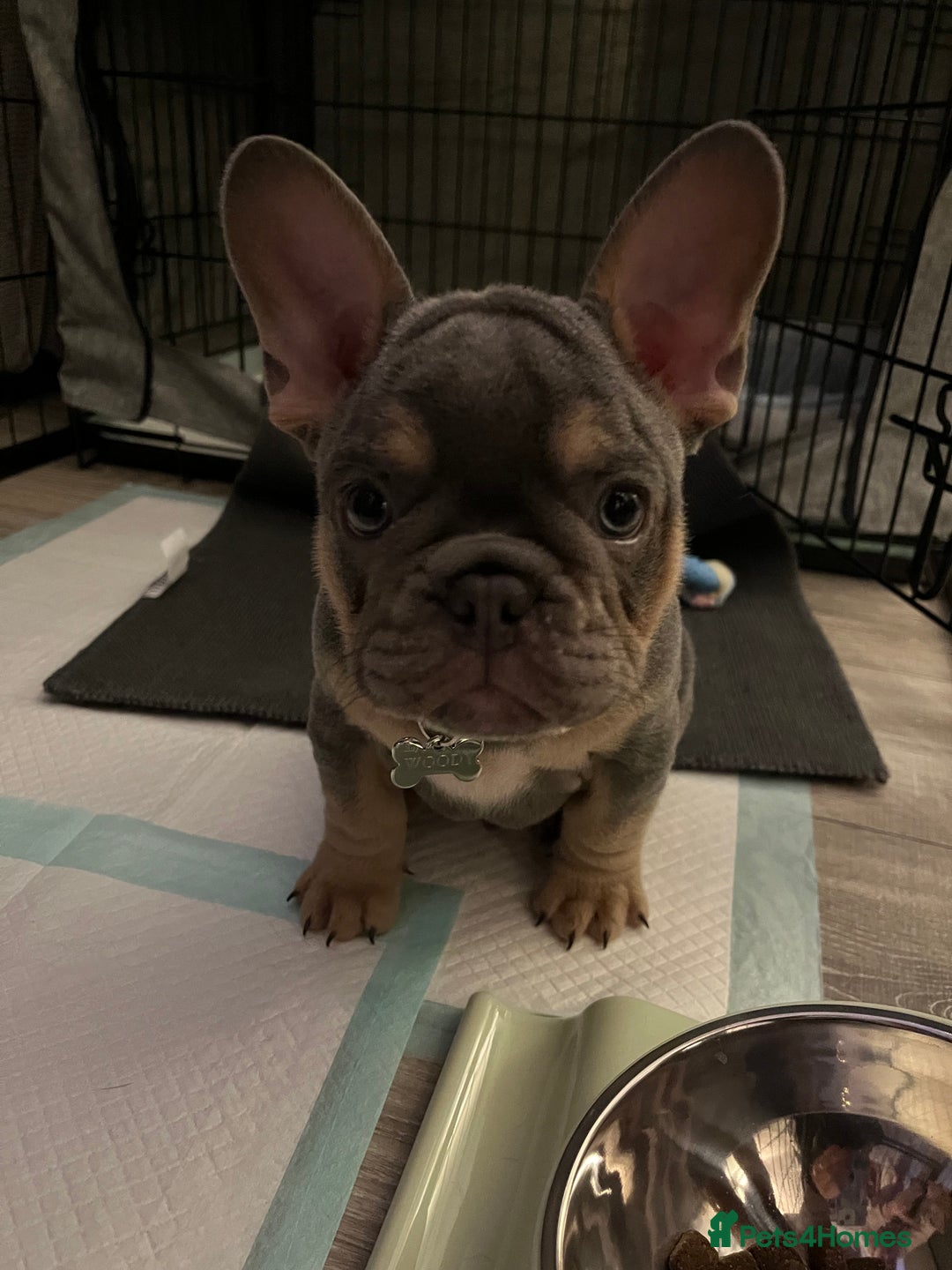 French Bulldog dogs for stud: French bulldog male for stud - Image 13