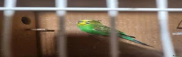 Mixed Breed birds for sale: Avairy close down - Advert 3