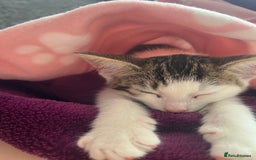 Mixed Breed cats for sale: Gorgeous 3month old kitten  - Image 1