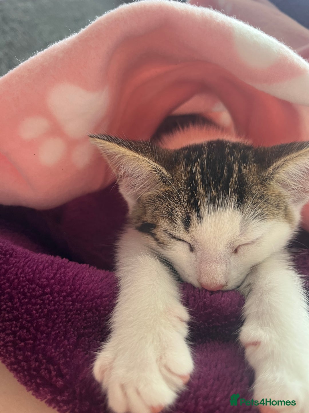 Mixed Breed cats for sale: Gorgeous 3month old kitten  - Image 1
