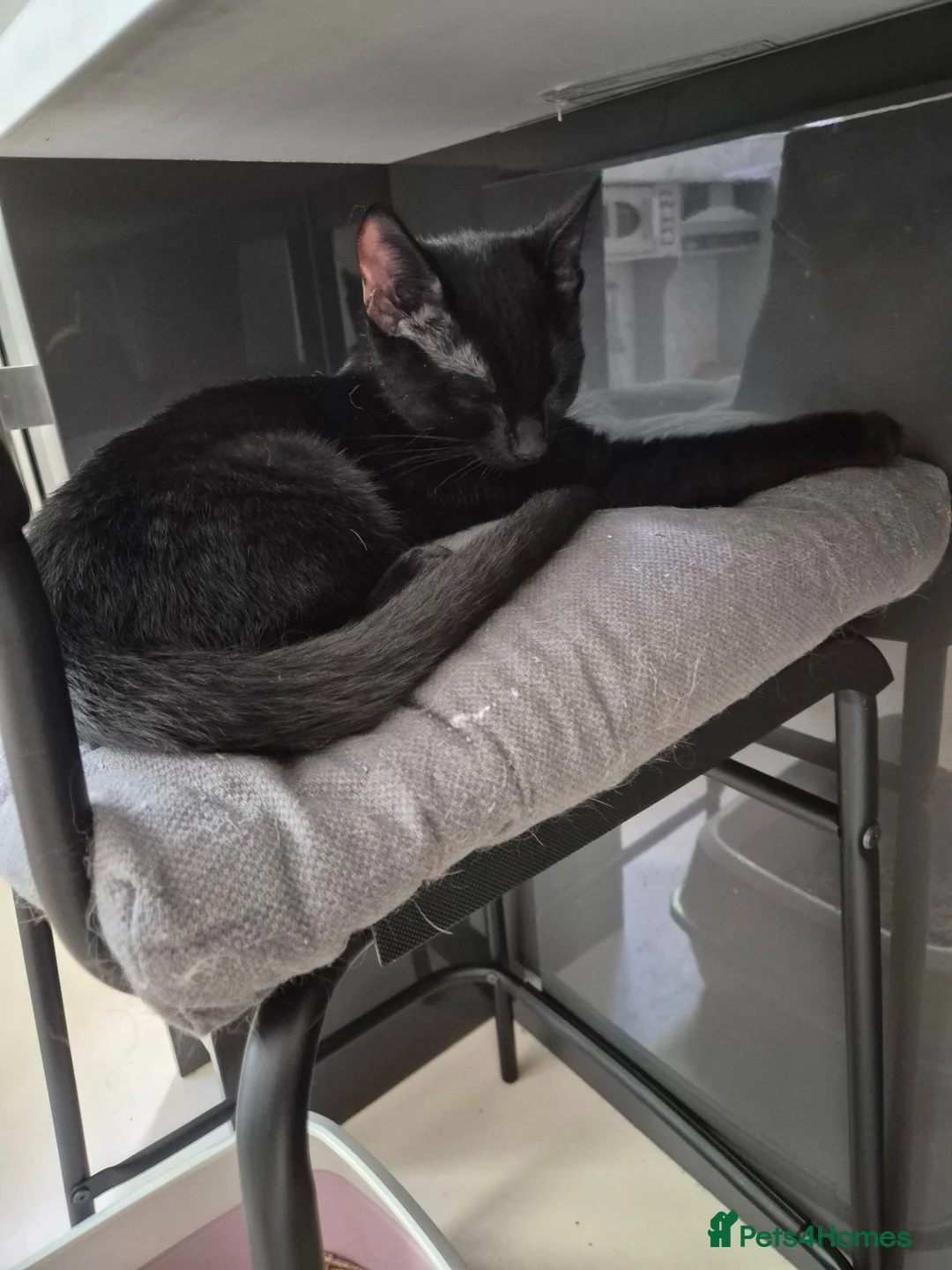 Mixed Breed cats for sale: Male, black kitten, raised in a family home. - Advert 2