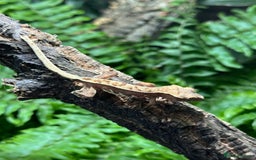 Gecko reptiles for sale: Baby Lilly White Crested Geckos - Image 4
