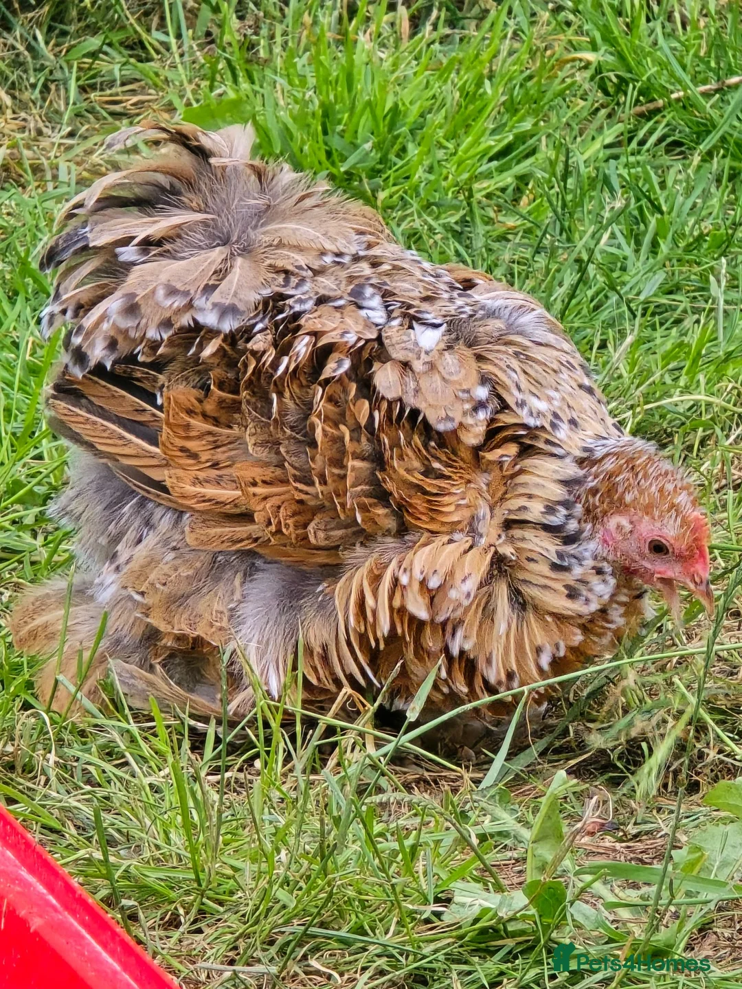 Chickens poultry for sale: Pekin Bantam pullets - Advert 2