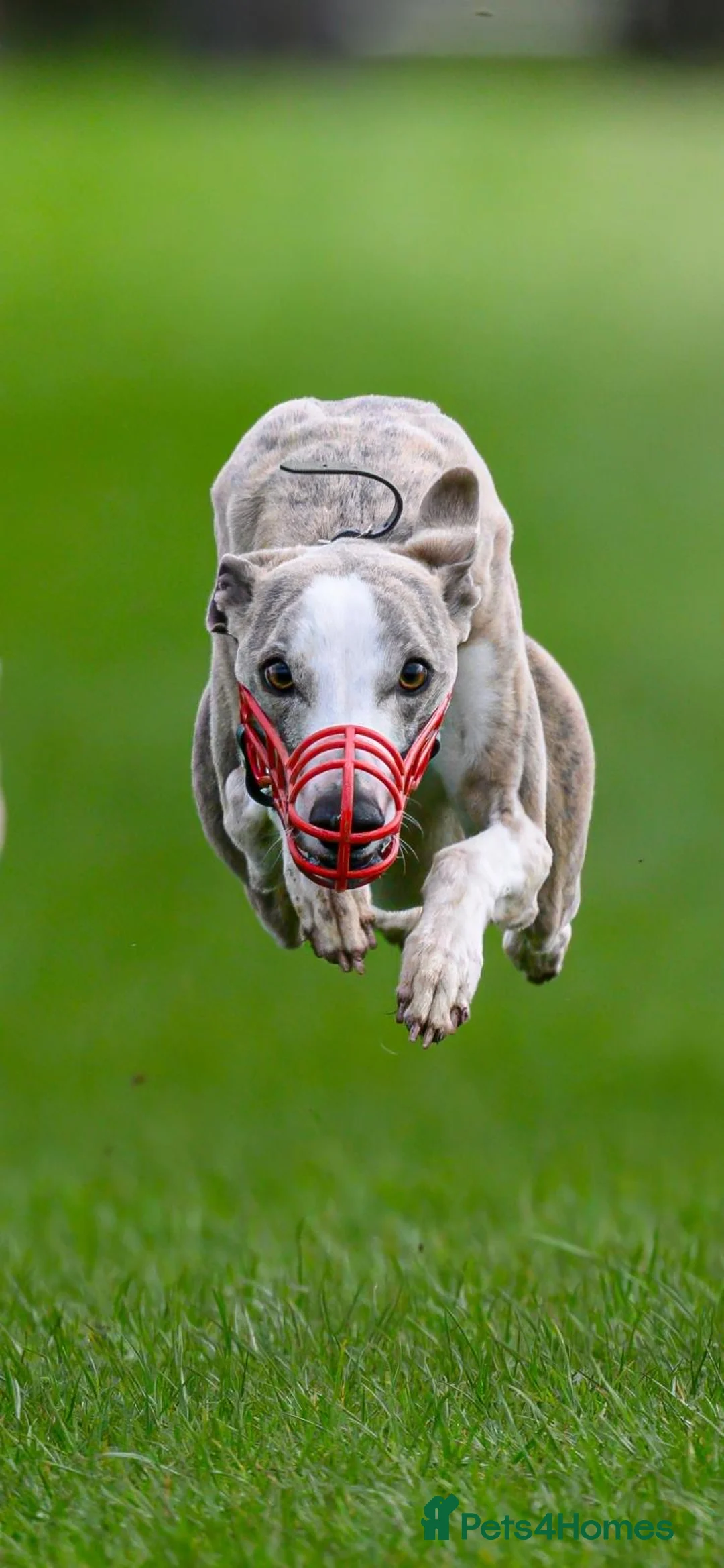 Whippet dogs for stud: Proven Pedigree racing whippet stud  in Alfreton - Advert 2