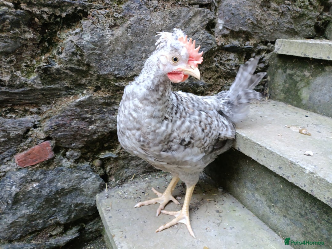 Chickens poultry for sale: Cockerel to a good home - Image 2