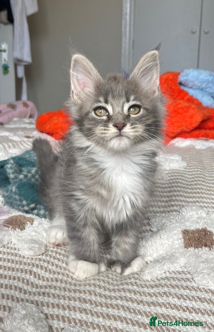 Maine Coon cats Beautiful polydactyl Maine coon kittens  - Advert 1