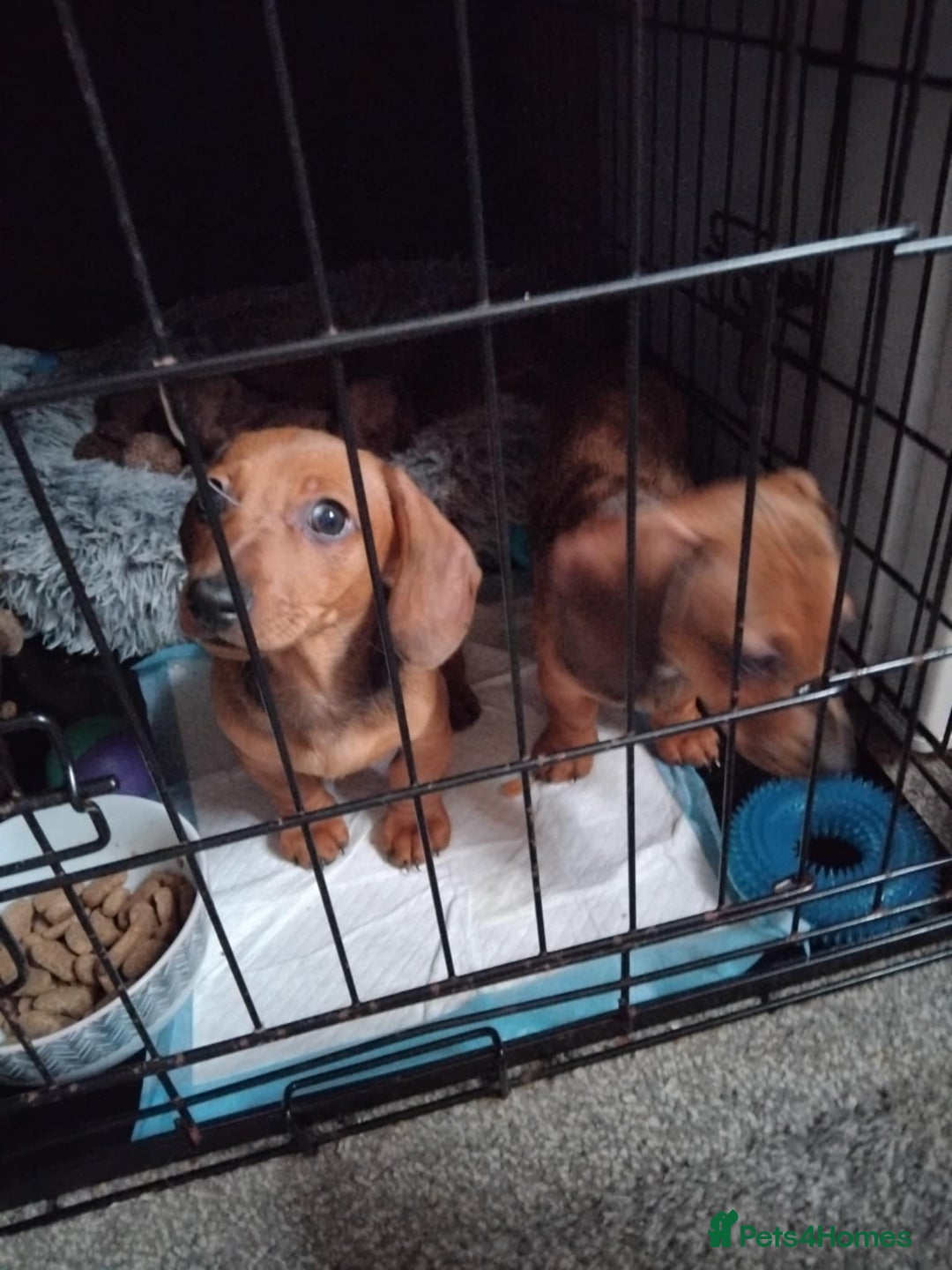 Miniature Dachshund dogs for sale: 2 miniature dachshund available 9 weeks old  - Image 1