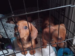 Miniature Dachshund dogs - Advert 24