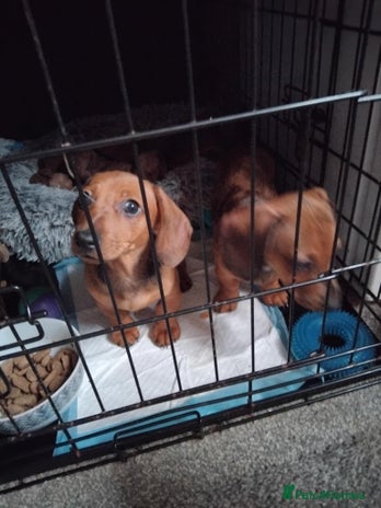 Miniature Dachshund dogs - Advert 12
