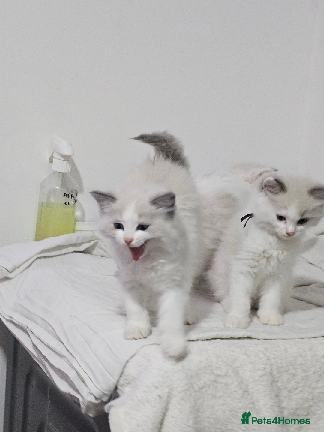 Ragdoll cats for sale: Ragdoll Bicolor 3 boys.  - Advert 6