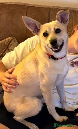 Mixed Breed dogs ❤️STELLA❤️BEAUTIFUL SMALL-TO-MEDIUM GIRL - Advert 4