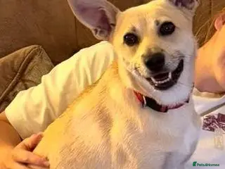 Mixed Breed dogs ❤️STELLA❤️BEAUTIFUL SMALL-TO-MEDIUM GIRL - Advert 4