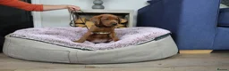 Labrador Retriever dogs for sale: DARK RED KC LABRADOR PUPPIES - LICENSED BREEDER  - Advert 17