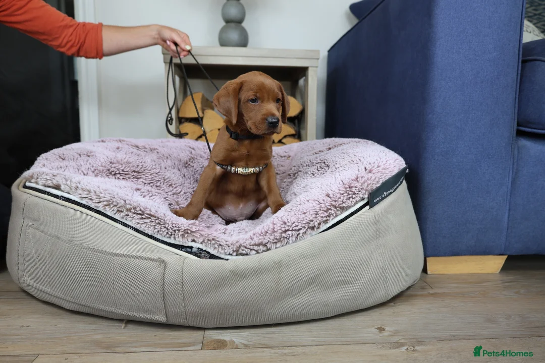 Labrador Retriever dogs for sale: DARK RED KC LABRADOR PUPPIES - LICENSED BREEDER  - Advert 17