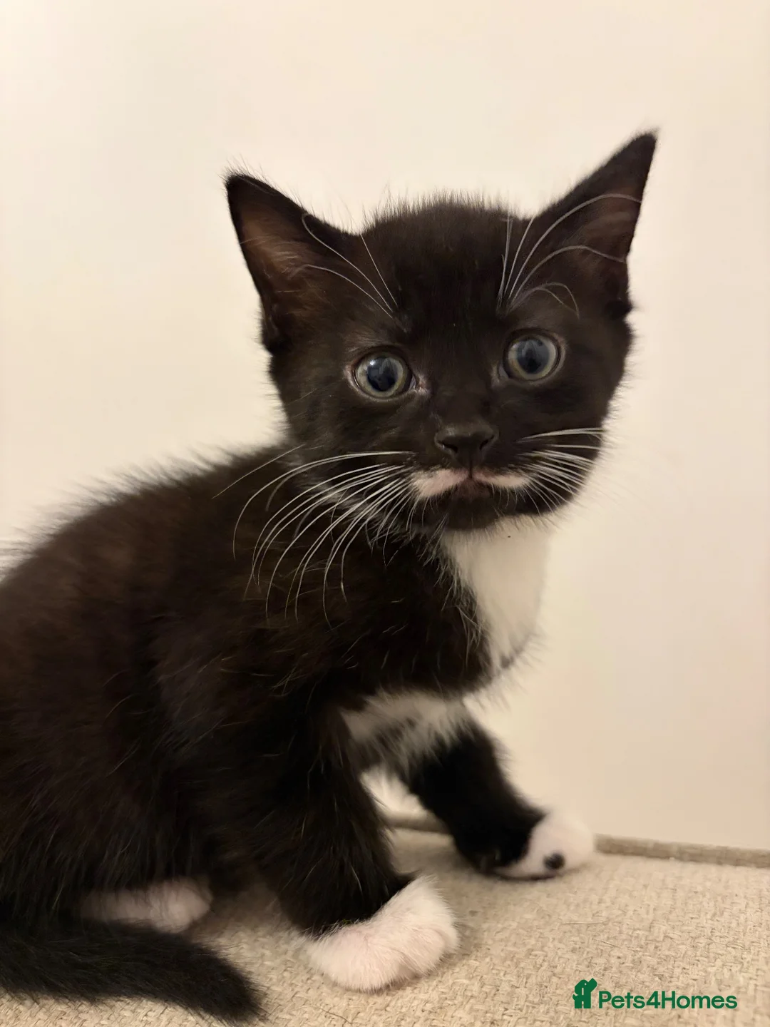 Mixed Breed cats for sale: Fluffy kittens ready for a new home  - Advert 14