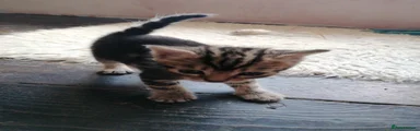 Mixed Breed 1