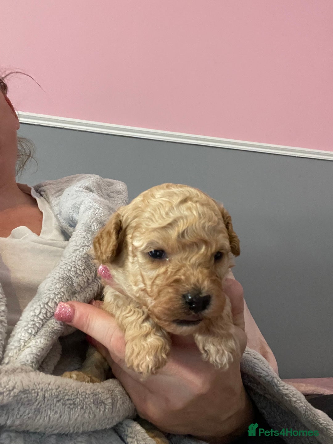 Toy Poodle dogs for sale: Stunning toy poodle puppies - Advert 6