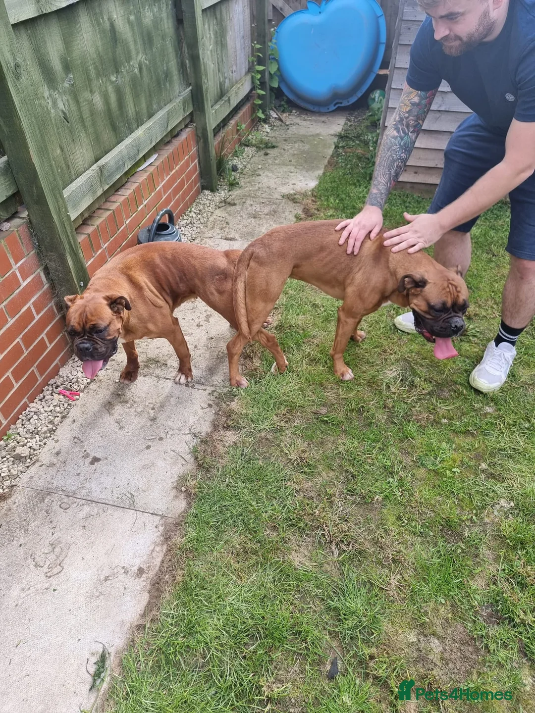 Boxer dogs for stud: KC Red and White Boxer to Stud - Advert 11