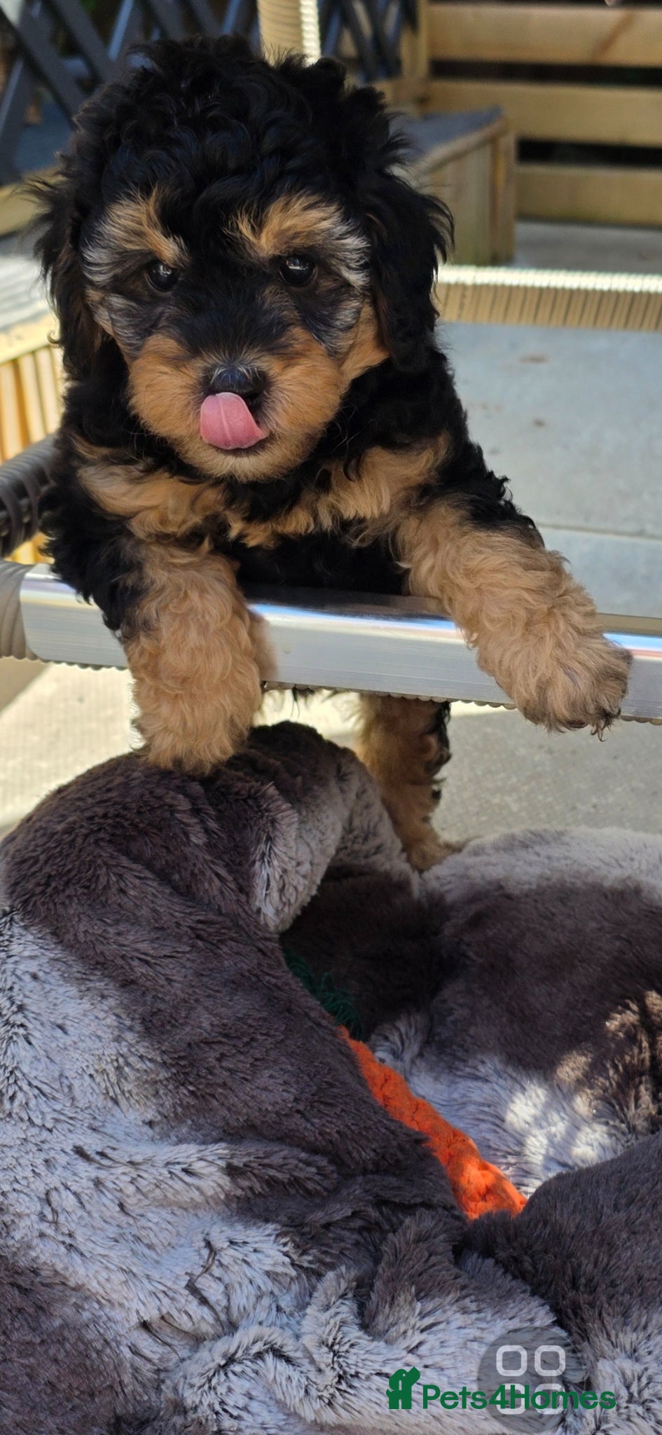 Cavapoo dogs F1BB Cavadoodles  - Advert 1