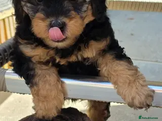 Cavapoo dogs F1BB Cavadoodles - Advert 1