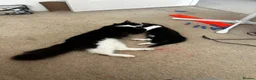 Mixed Breed cats for sale: 2 beautiful kittens for sale  - Advert 9