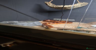 Corn Snake reptiles - Advert 2