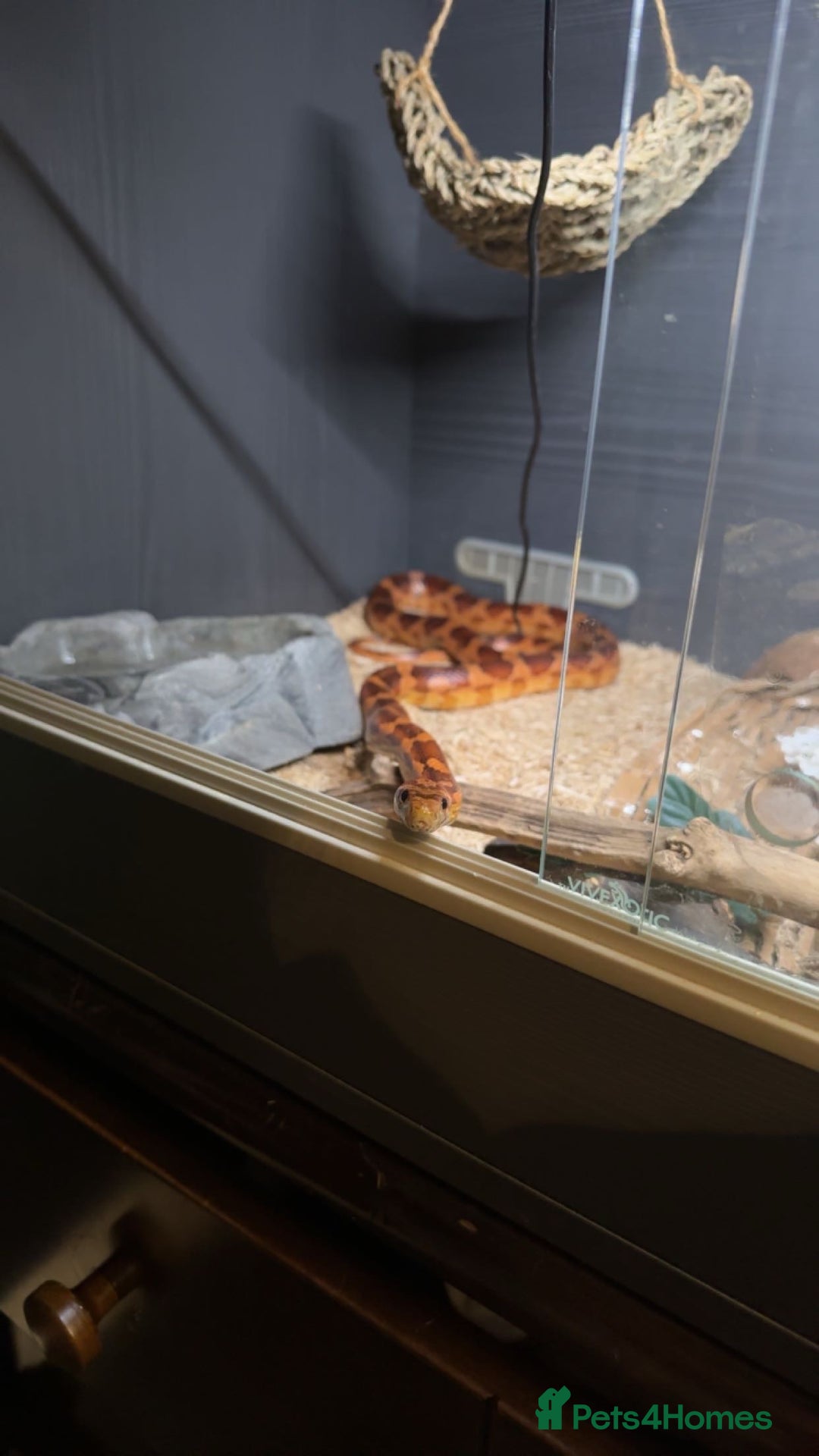 Corn Snake reptiles for sale: male corn snake - Image 2