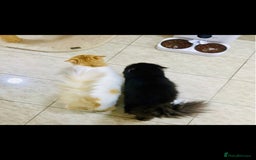 Mixed Breed cats for adoption: MESH MESH & BROWNIE HANDSOME BONDED NEUTERED PAIR  - Image 2