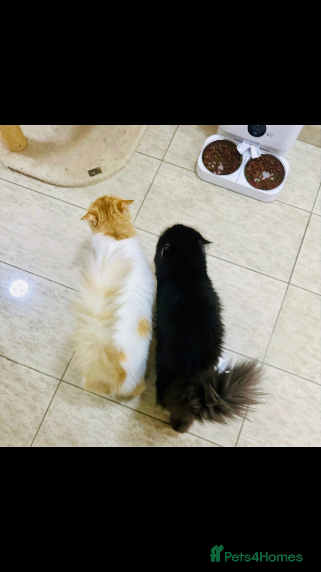 Mixed Breed cats for adoption: MESH MESH & BROWNIE HANDSOME BONDED NEUTERED PAIR  - Image 2