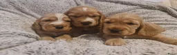 Cocker Spaniel dogs for sale: 3 golden Cocker Spaniels  - Advert 4