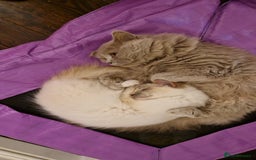 Ragdoll cats for sale: Gorgeous Longhair Ragdoll Kittens - Image 9