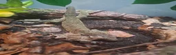 Gecko reptiles for sale: Male mossi geko  - Advert 7