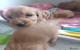 Cockapoo dogs for sale: F1 cockapoo puppies - Image 8