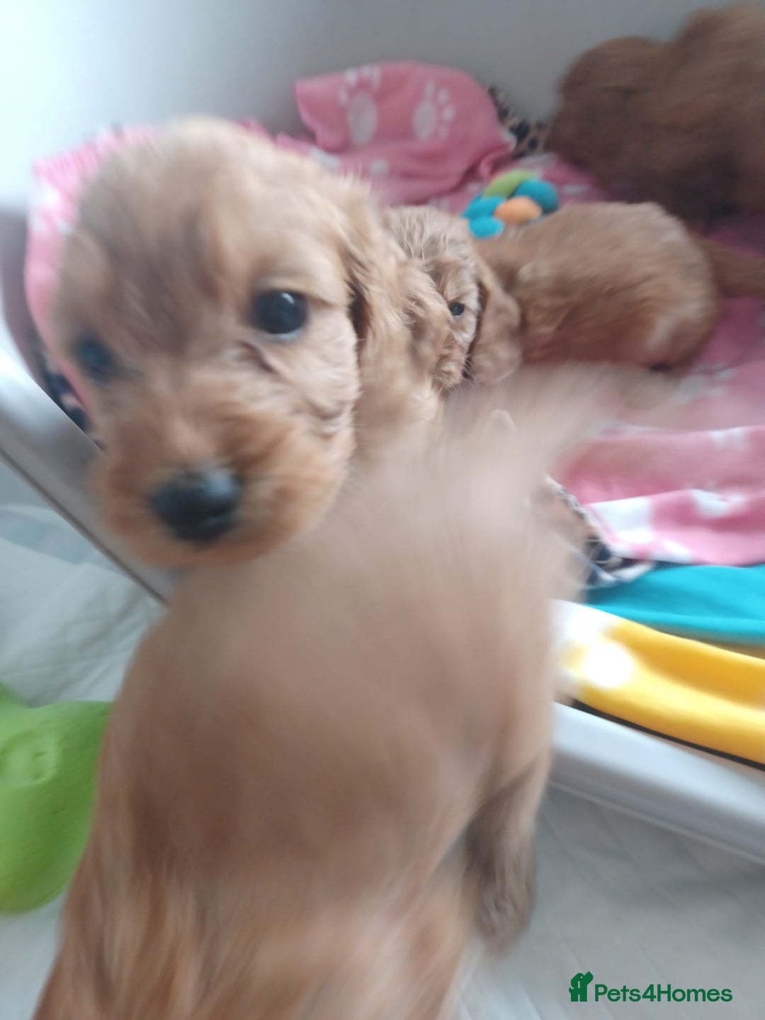 Cockapoo dogs for sale: F1 cockapoo puppies - Image 8