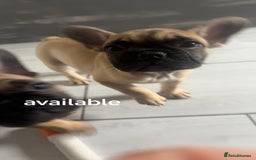 French Bulldog dogs for sale: French bulldog puppy  - Image 20