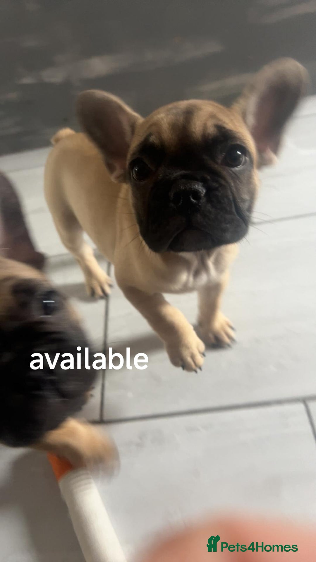 French Bulldog dogs for sale: French bulldog puppy  - Image 20