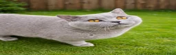 British Shorthair cats for sale: 💙 Bicolour Blue and White British Shorthair  - Advert 8