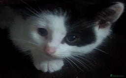 Mixed Breed cats for sale: Kittens for sale - Image 6